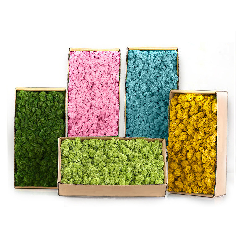 Sphagnum Moss Dry - Artificial Green Plants Mini Landscape Eternal