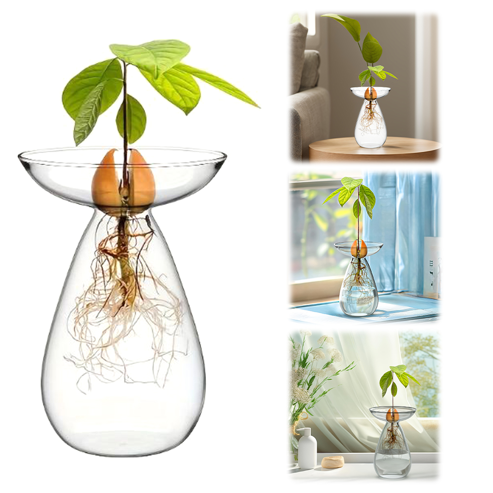 Avocado Seed Starter Vase Tran - đánh giá và giá Propagation Station Vase