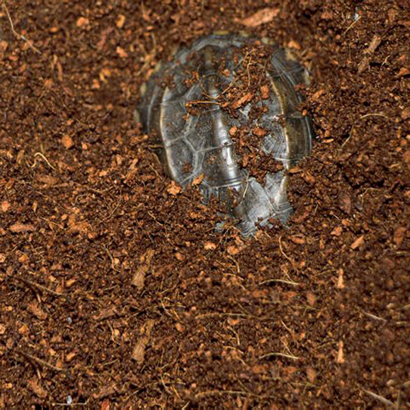 WAJABABY Ready-to-Use Coco Coi - đánh giá và giá Sphagnum Moss Dry