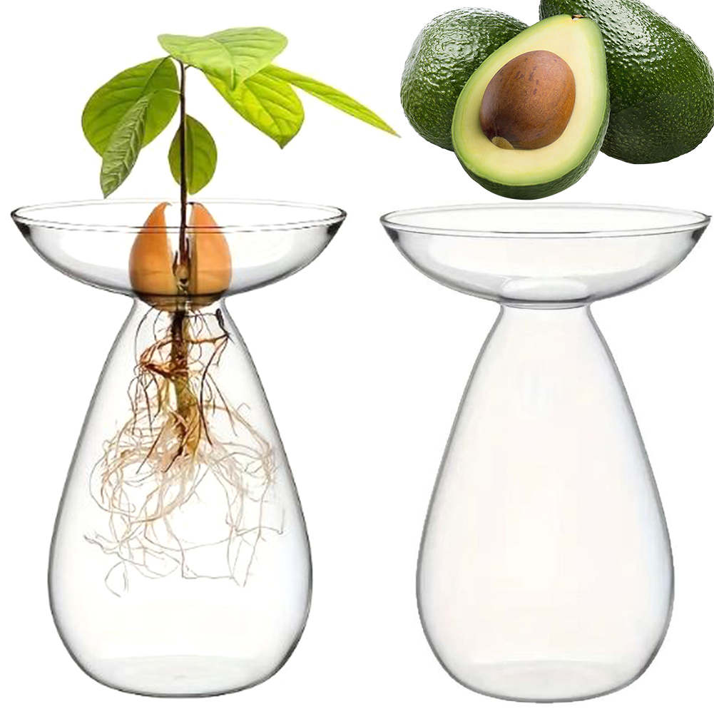 Avocado Seed Starter Vase Tran - đánh giá và giá Propagation Station Vase