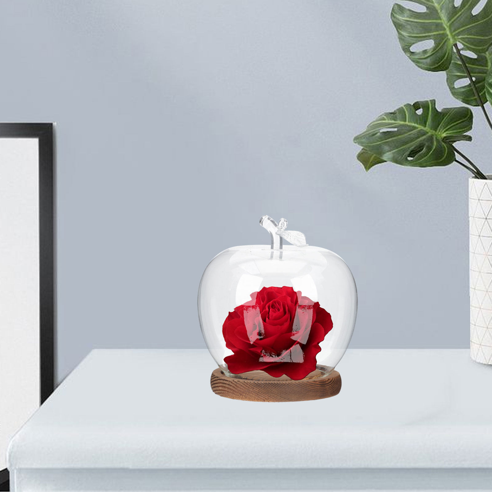 2Pcs Glass Cloche Dome with Wo - đánh giá và giá Plastic Dome Clear