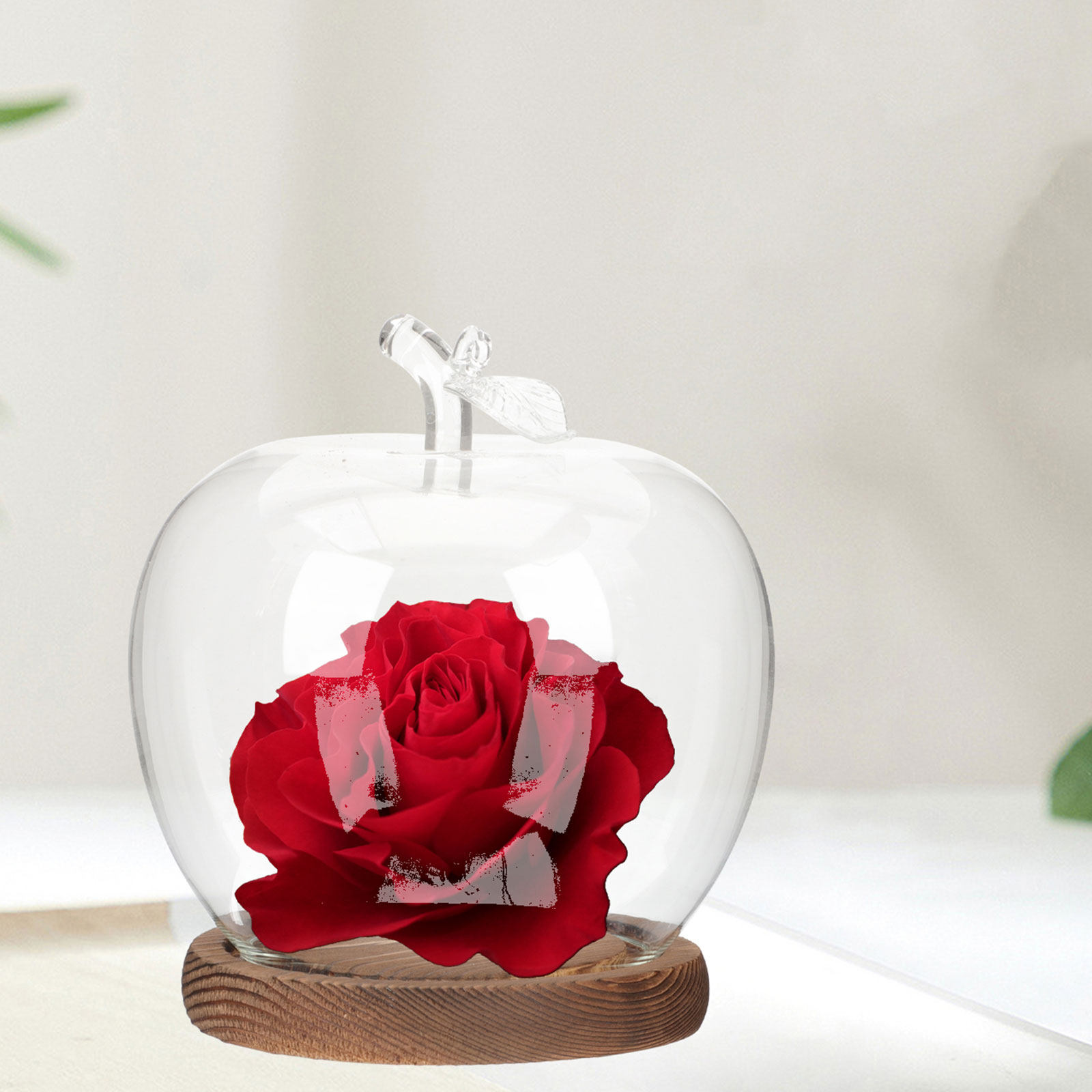 2Pcs Glass Cloche Dome with Wo - đánh giá và giá Plastic Dome Clear